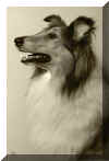 Ringo-hund0001.jpg (36997 bytes)